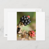 Carte Postale Berries d'automne (Devant / Derrière)