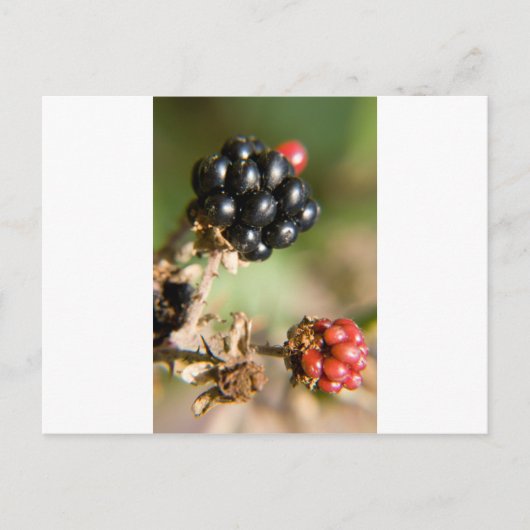 Carte Postale Berries d'automne (Devant)
