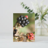 Carte Postale Berries d'automne (Debout devant)