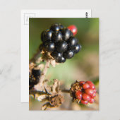 Carte Postale Berries d'automne (Devant / Derrière)