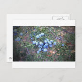 Carte Postale Berries de cèdre (Devant / Derrière)