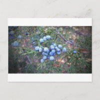 Berries de cèdre