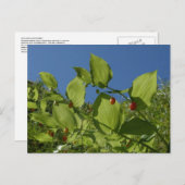 Carte Postale Berries de pastèque, île Unalaska (Devant / Derrière)