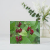 Carte Postale Berries Honeysuckie (Debout devant)