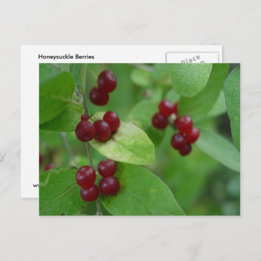 Carte Postale Berries Honeysuckie (Devant / Derrière)