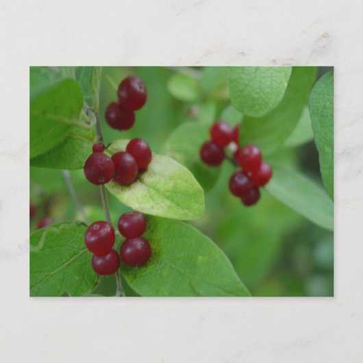 Carte Postale Berries Honeysuckie (Devant)
