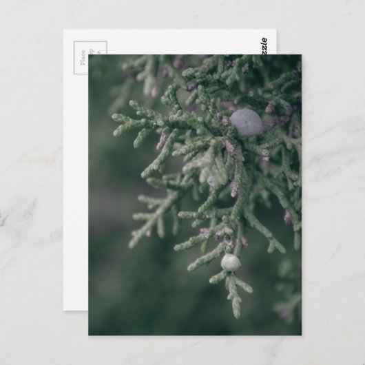 Carte Postale Berries Juniper (Devant / Derrière)