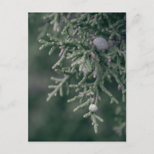 Carte Postale Berries Juniper (Devant)
