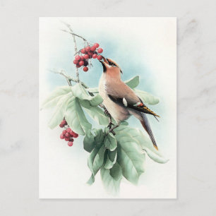 Carte Postale Berries Pour Manger