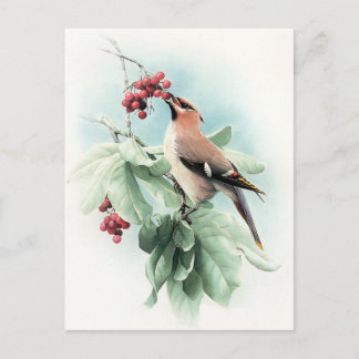 Carte Postale Berries Pour Manger