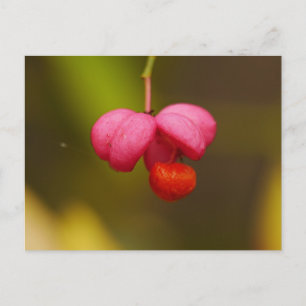 Carte postale Berry Arbre à broches