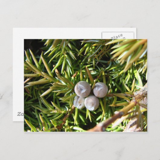 Carte Postale Berry Baubles (Devant / Derrière)