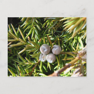 Carte Postale Berry Baubles