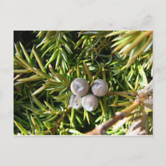 Carte Postale Berry Baubles