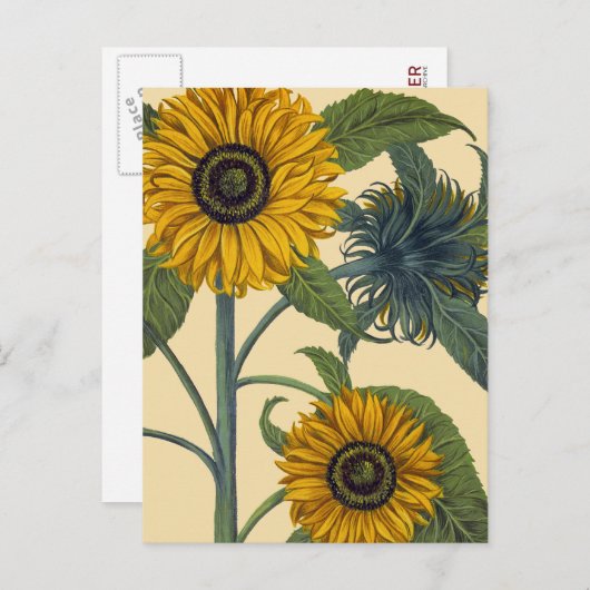 Carte Postale Besler (Devant / Derrière)