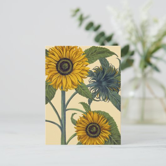 Carte Postale Besler (Debout devant)