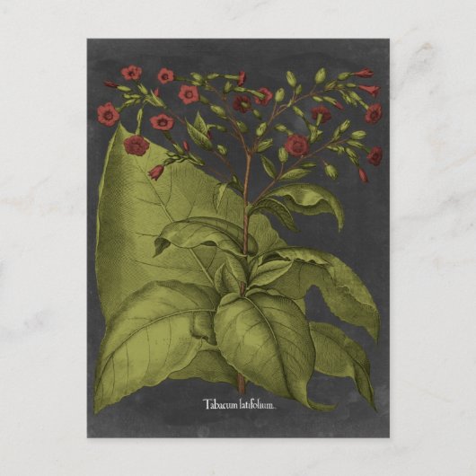 Carte Postale Besler Dramatique I (Devant)