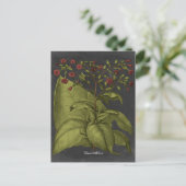 Carte Postale Besler Dramatique I (Debout devant)