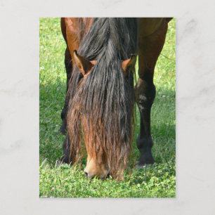 Carte Postale besoin d'une coupe de cheveux