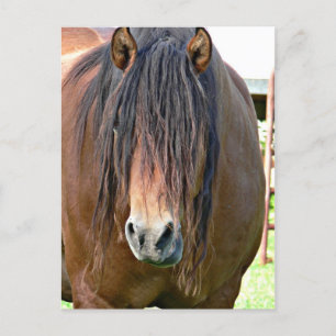 Carte Postale Besoin d'une coupe de cheveux