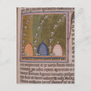 Carte Postale Bestiary Three curved lines