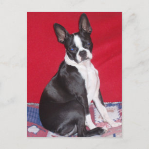 Carte Postale Bestiole de Little Lady Lola
