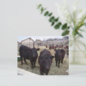 Carte Postale Bétail de Barnyard (Debout devant)