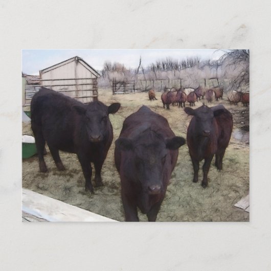 Carte Postale Bétail de Barnyard (Devant)