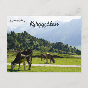 Carte Postale Bétail paissant dans une prairie au Kirghizistan