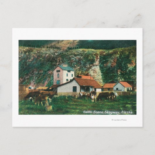 Carte Postale Bétail parmi les granges scèneSkagway, AK (Devant)