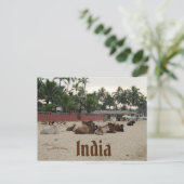 Carte Postale Bétail sur la plage à Goa Inde (Debout devant)