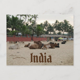 Carte Postale Bétail sur la plage à Goa Inde