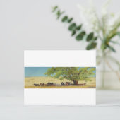 Carte Postale bétail, vache (Debout devant)