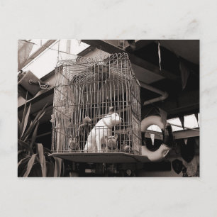 Carte Postale Bêtes en cage
