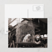 Carte Postale Bêtes en cage (Devant / Derrière)