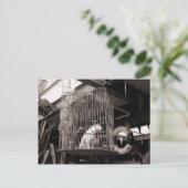 Carte Postale Bêtes en cage (Debout devant)