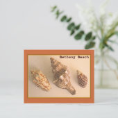 Carte postale Bethany Shells (Debout devant)