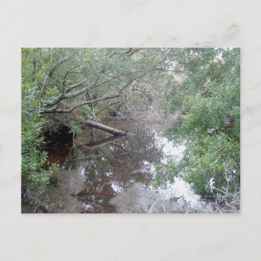 Carte postale Béton Wetland Buxton OBX (Devant)