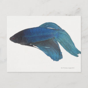 Carte Postale Betta Fish ou Homme Blue Siamese Poisson combattan