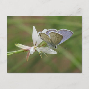 Carte Postale Beurre bleu marine sur Gaura Bloom