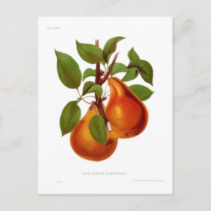 Carte Postale Beurre Durondeau Pear