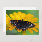 Carte Postale Beurre-tache Baltimore À damiers (Devant / Derrière)