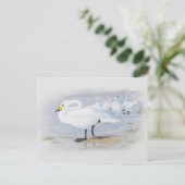 Carte Postale Bewick's Swan, Illustration Oiseaux (Debout devant)