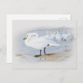 Carte Postale Bewick's Swan, Illustration Oiseaux (Devant / Derrière)