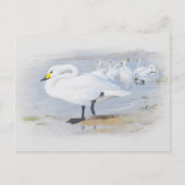 Carte Postale Bewick's Swan, Illustration Oiseaux (Devant)