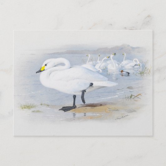 Carte Postale Bewick's Swan, Illustration Oiseaux (Devant)