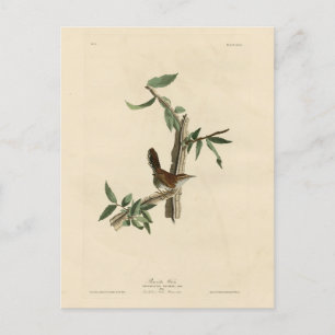 Carte Postale Bewick's Wren de Audubon's Birds of America