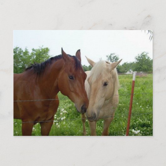 Carte Postale BFF Best Friends Forever - Chevaux (Devant)