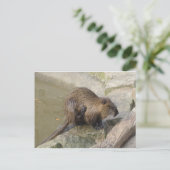 Carte Postale Biber (Debout devant)