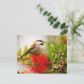 Carte Postale Bichadee à la châtaigne (Debout devant)